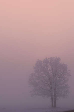 winter postcardの写真素材