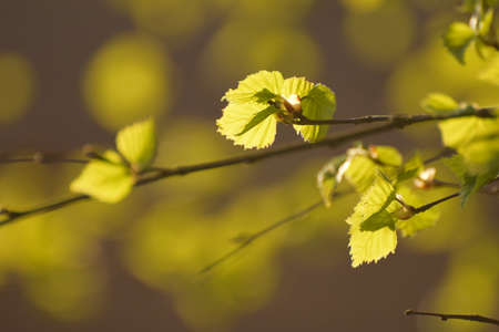 Spring sensesの写真素材