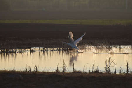 Flight into the sunriseの写真素材