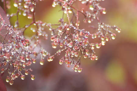 Autumn dew dropsの写真素材