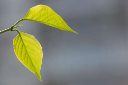 Two leafs, green, nature, close-upの写真素材