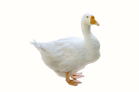 Goose, domestic bird, isolated, natureの写真素材