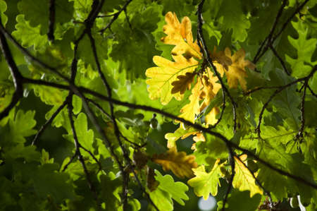 Autumn, yellow leafs on green foliage backgroundの写真素材