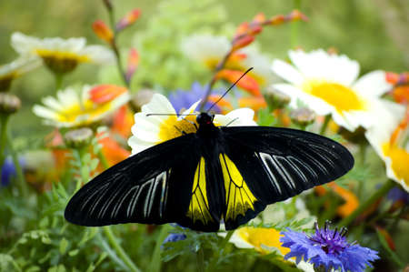 Butterfly on green background with flowersの写真素材