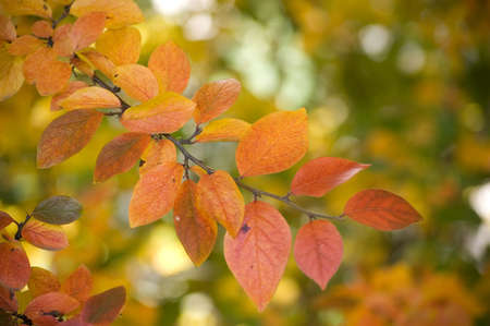 Leafs and foliage on , autumn.の写真素材