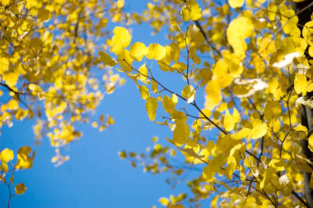 Yellow foliage on blue background. Autumn.の写真素材