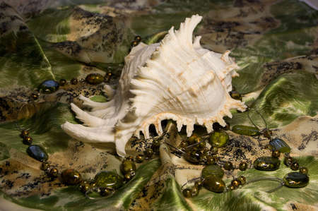 Shell on green backgroundの写真素材