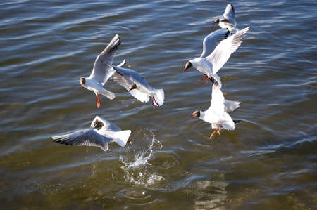 Group of gulls on water background