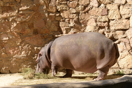 Hippopotamus, wild animal walks. Hippoの写真素材