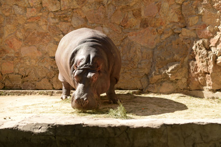 Hippopotamus, african wild animal walks.の写真素材