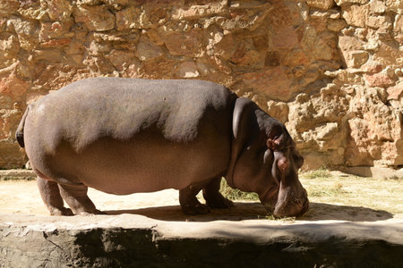 Hippopotamus, wild animal walks. Hippoの写真素材