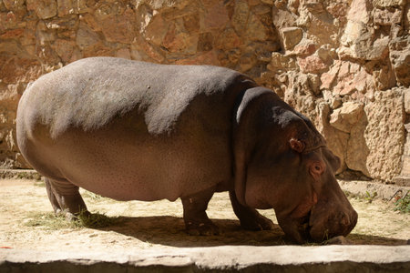 Hippopotamus, african wild animal walks. Hippoの写真素材