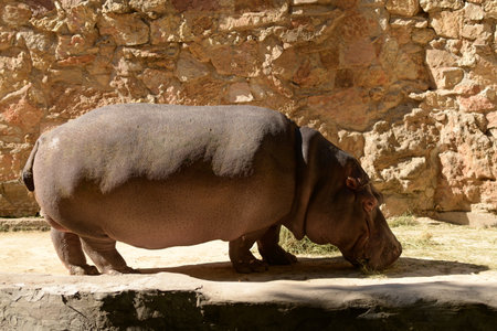 Hippopotamus, wild animal walks. Hippoの写真素材