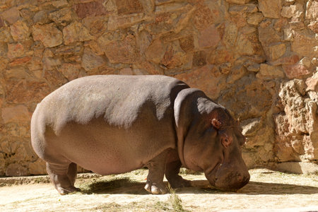 Hippopotamus, african wild animal walks.の写真素材