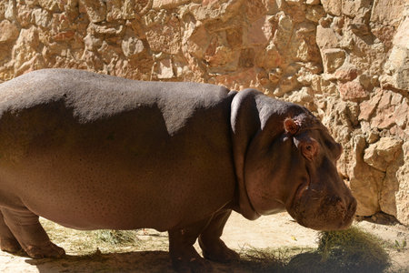 Hippopotamus, african wild animal walks. Hippoの写真素材