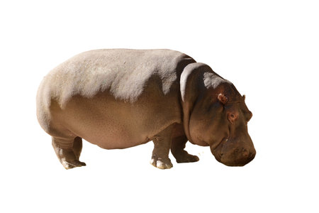 Hippopotamus, african wild animal walks. Isolated on white backgroundの写真素材