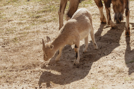 Feeding adorable goats in farm. Domestic animalの写真素材