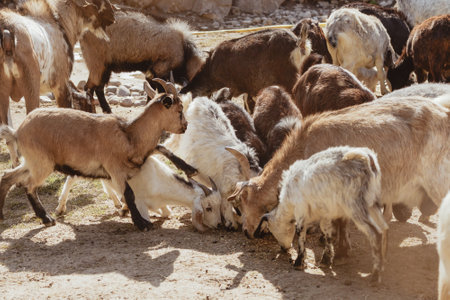 Feeding adorable goats in farm. Domestic animalの写真素材
