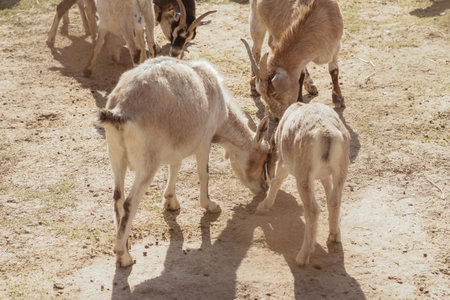 Feeding adorable goats in farm. Domestic animalの写真素材