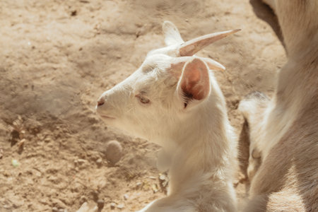 Adorable goat in farm. Domestic animalの写真素材