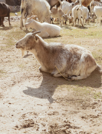 Adorable goat in farm. Domestic animalの写真素材