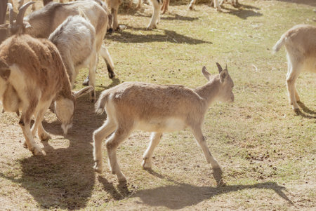 Feeding adorable goats in farm. Domestic animalの写真素材