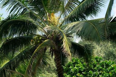 Coconut tree with green leaves. Palmの写真素材
