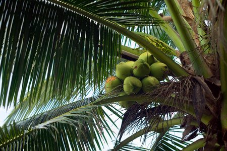 Coconut tree with green leaves. Palmの写真素材