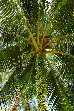 Coconut tree with green leaves. Palm