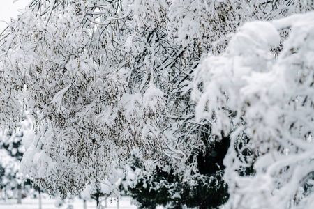 Winter park with white snowy branches, fir treesの写真素材