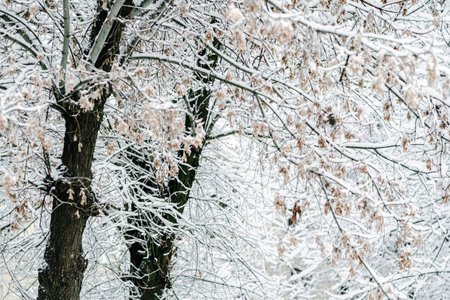 Winter park with white snowy branches, fir trees