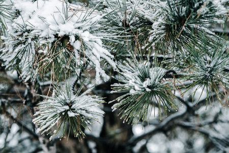 Winter park with snowy branches, fir trees