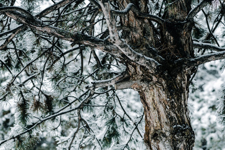 Winter park with snowy branches, fir trees