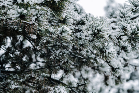 Winter park with snowy branches, fir trees