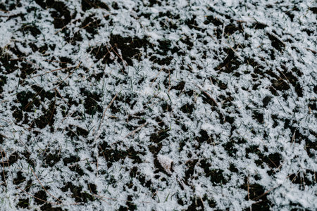 Winter park with white snowy branches