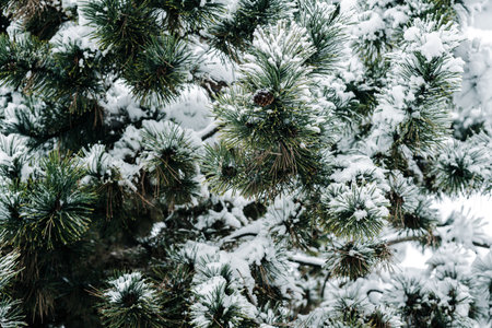 Winter park with snowy branches, fir trees