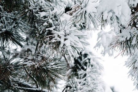 Winter park with white snowy branches, fir trees