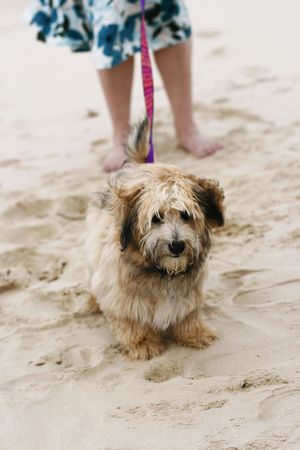 A cute dog on the beach in front of its owner who is holding the leash.の写真素材