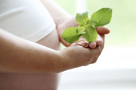 A close-up of a womans bare pregnant belly and a green leaf she is holding in her hands against a light background indoors.の写真素材