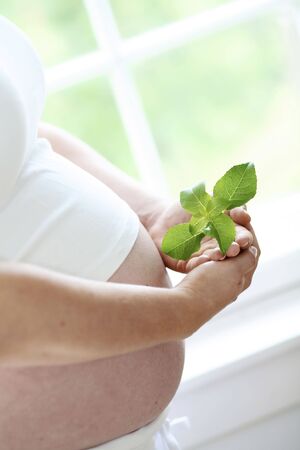 A close-up of a womans bare pregnant belly and a green leaf she is holding in her hands against a light background indoors.の写真素材