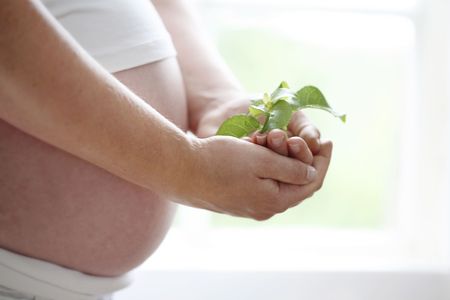 A close-up of a womans bare pregnant belly and a green leaf she is holding in her hands against a light background indoors.の写真素材