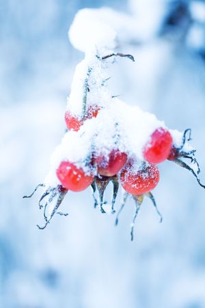 Beautiful frozen rose bush on a very cold day in winterの写真素材