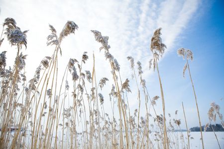 Frozen hay on very cold winter dayの写真素材