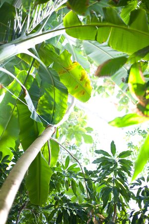 Background of a tropical forestの写真素材