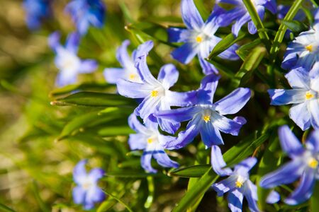 First spring flowers, beautiful bluebells early in the afternoon sunの写真素材