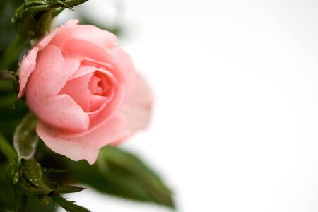 Beautiful fresh pink rose on white backgroundの写真素材