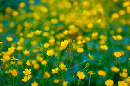 Flower background of yellow wild flowers in a meadowの写真素材