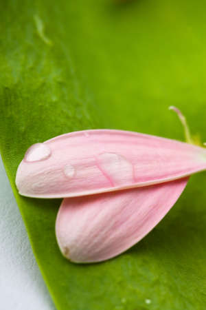 Pink, beautiful daisy petals with water dropletsの写真素材