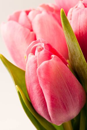 Beautiful fresh pink tulips in a vase on a white backgroundの写真素材