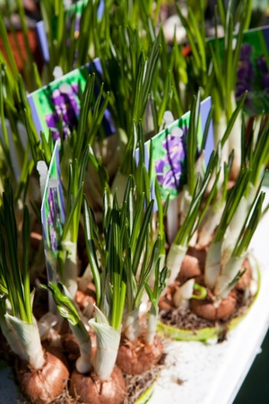 First potted spring crocuses for Easter. On a beautiful sunny day outdoors.